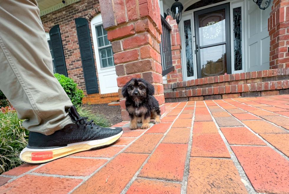 Cute Aussiepoo Poodle Mix Puppy