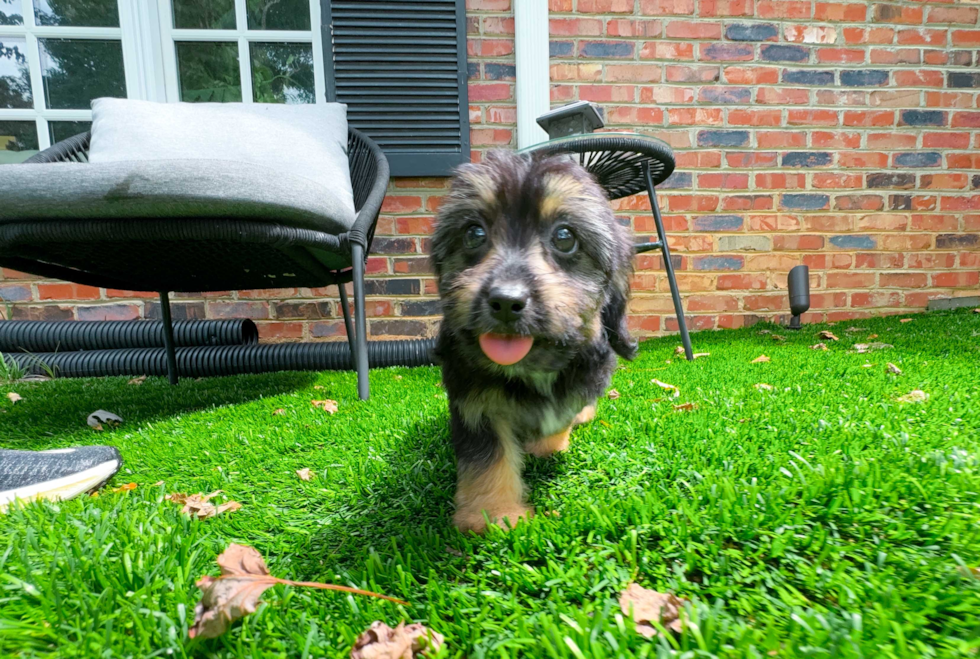 Cute Aussie Poo Poodle Mix Puppy