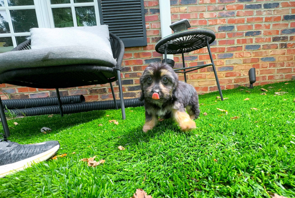 Cute Mini Aussiedoodle Baby