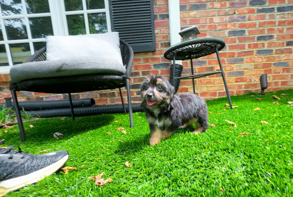 Mini Aussiedoodle Pup Being Cute