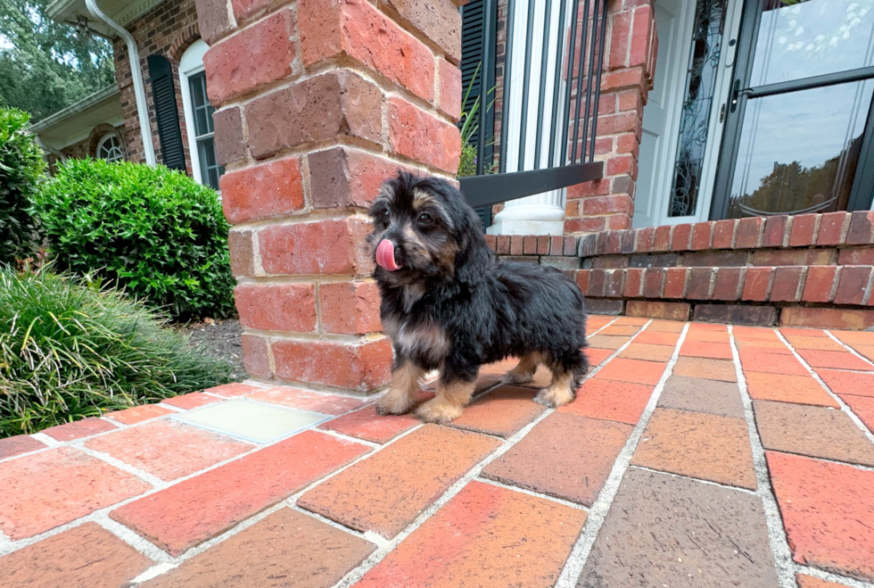 Cute Mini Australian Shepherd X Poodle Mix Poodle Mix Puppy