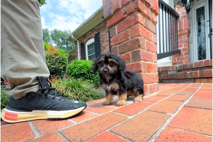 Cute Aussie Poo Poodle Mix Puppy