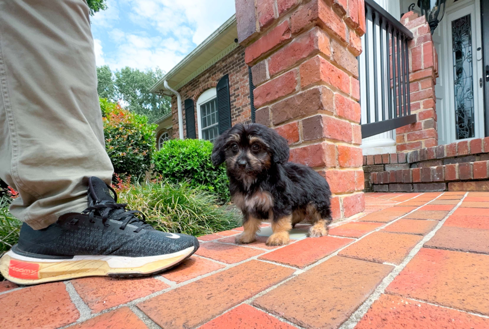 Cute Aussie Poo Poodle Mix Puppy