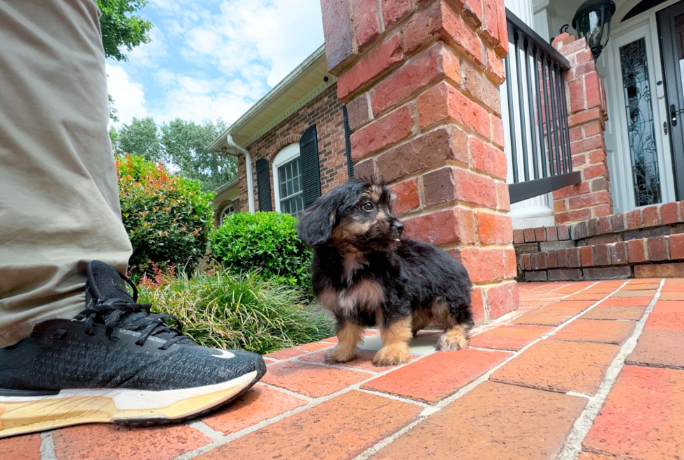 Mini Aussiedoodle Pup Being Cute