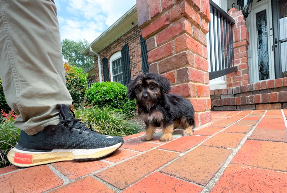 Best Mini Aussiedoodle Baby