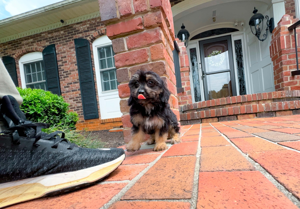 Cute Mini Aussiedoodle Poodle Mix Pup