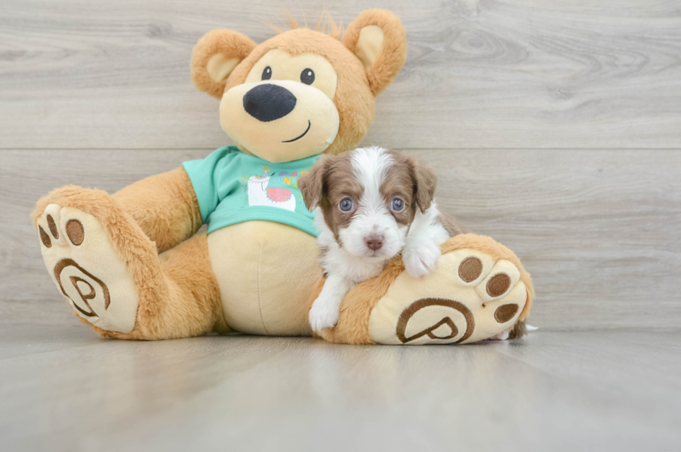 6 week old Mini Aussiedoodle Puppy For Sale - Simply Southern Pups