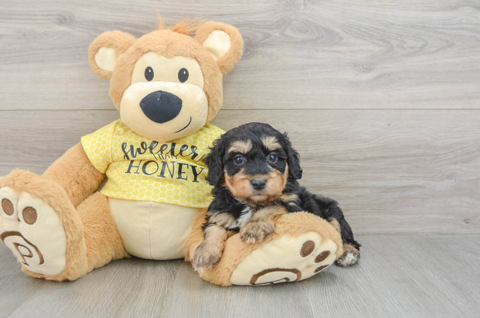 6 week old Mini Aussiedoodle Puppy For Sale - Simply Southern Pups