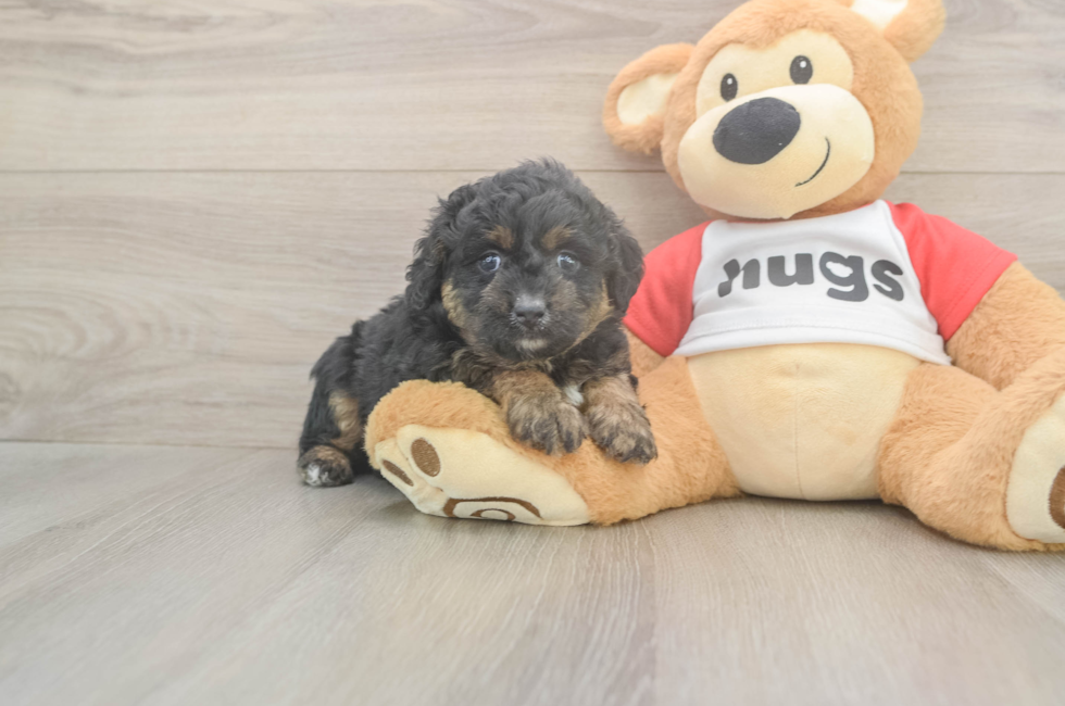 5 week old Mini Aussiedoodle Puppy For Sale - Simply Southern Pups