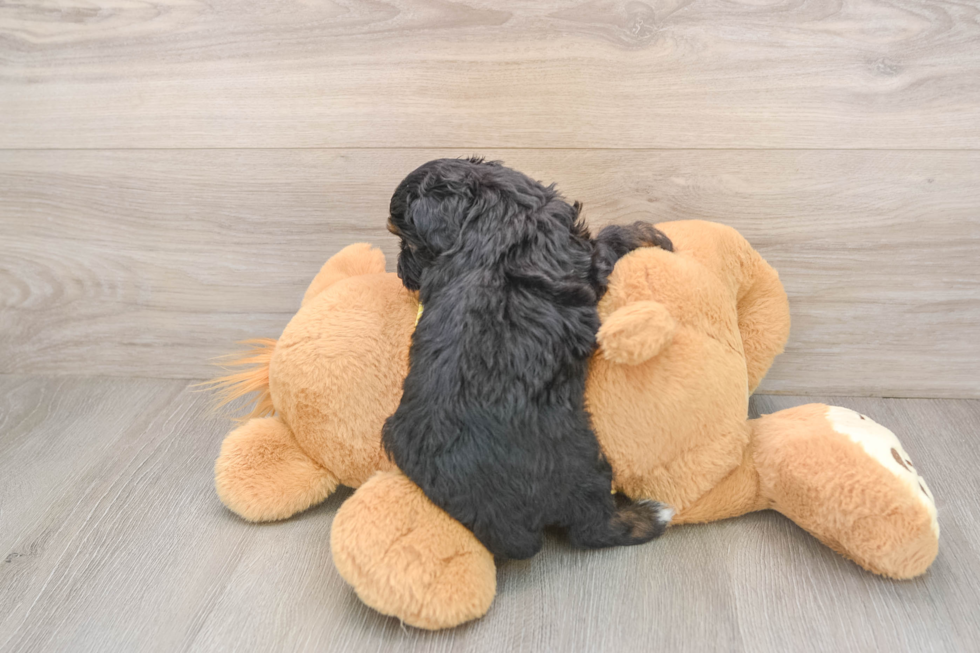 Best Mini Aussiedoodle Baby
