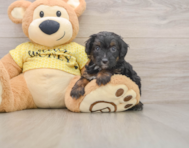 9 week old Mini Aussiedoodle Puppy For Sale - Simply Southern Pups