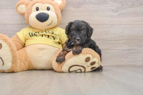 Hypoallergenic Aussiepoo Poodle Mix Puppy