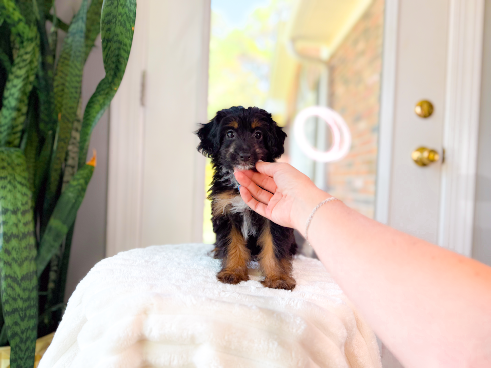 Cute Mini Aussiedoodle Baby