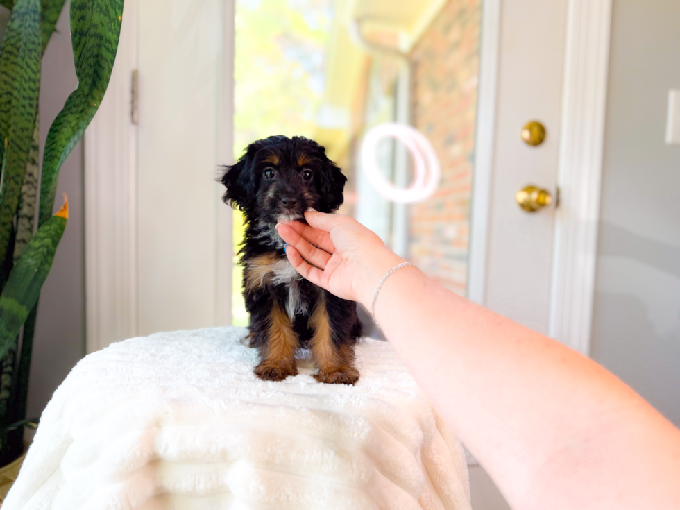 Cute Mini Aussiedoodle Baby