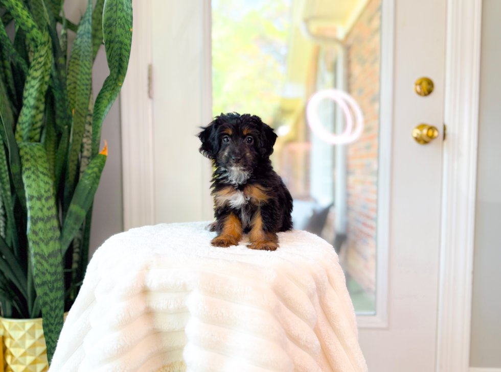 Best Mini Aussiedoodle Baby