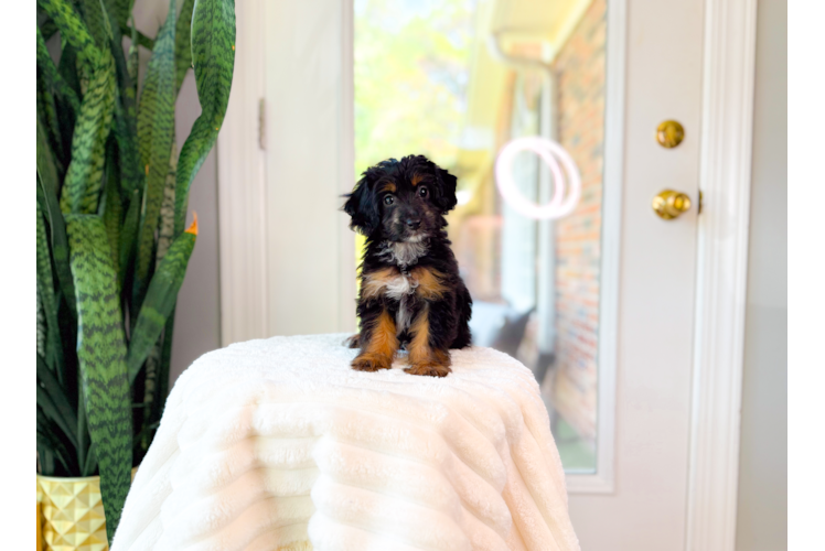 Cute Mini Aussiedoodle Baby