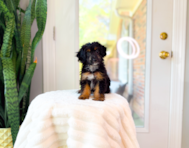 9 week old Mini Aussiedoodle Puppy For Sale - Simply Southern Pups