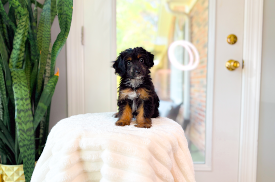Cute Mini Aussiedoodle Baby
