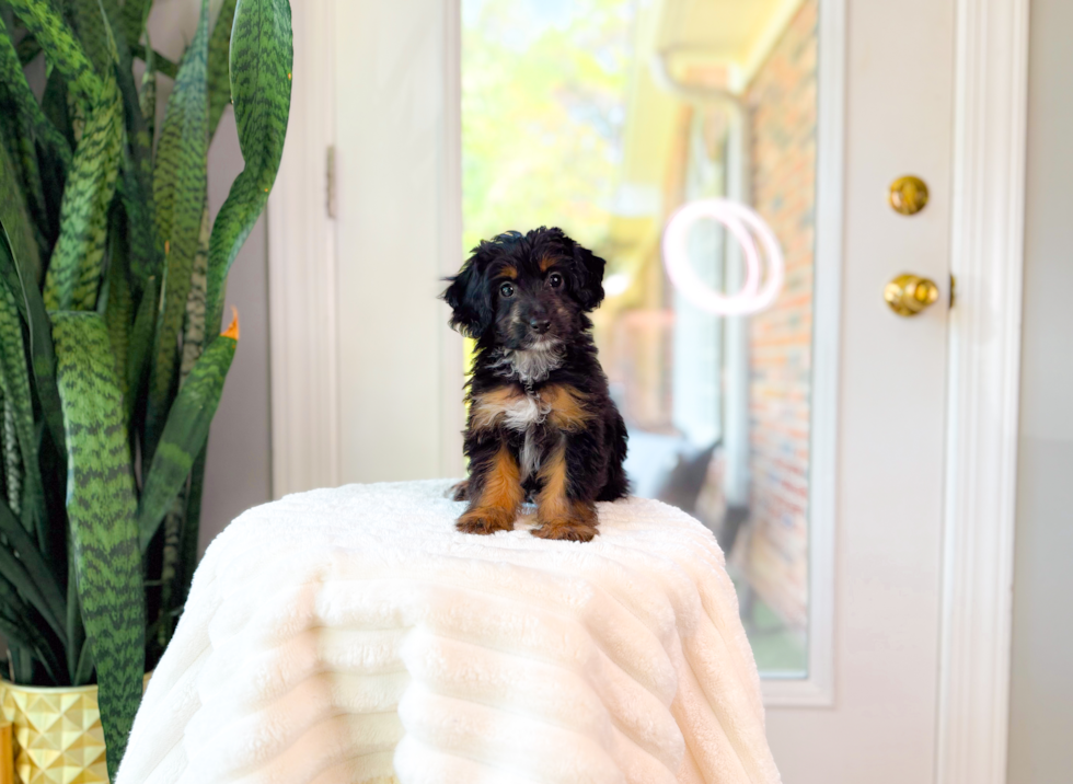 Cute Mini Australian Shepherd X Poodle Mix Poodle Mix Puppy
