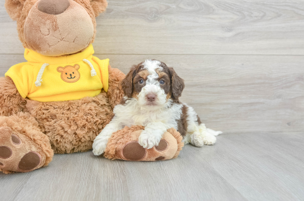 7 week old Mini Aussiedoodle Puppy For Sale - Simply Southern Pups