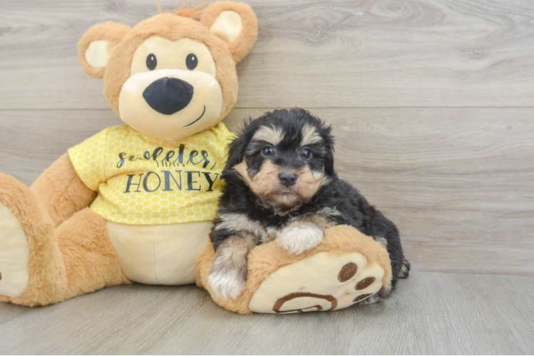 Happy Mini Aussiedoodle Baby