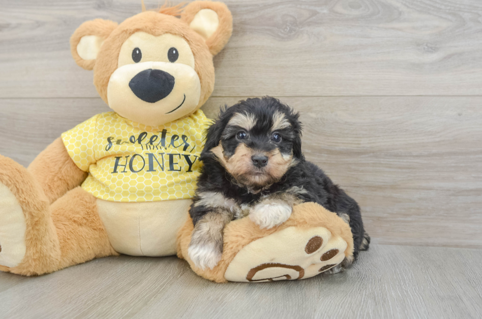 6 week old Mini Aussiedoodle Puppy For Sale - Simply Southern Pups
