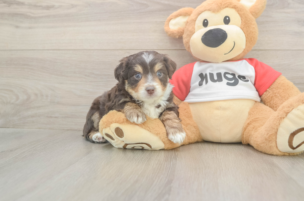 5 week old Mini Aussiedoodle Puppy For Sale - Simply Southern Pups
