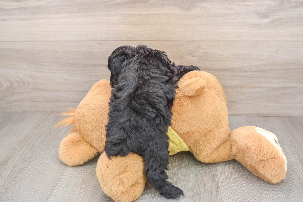 Sweet Mini Aussiedoodle Baby