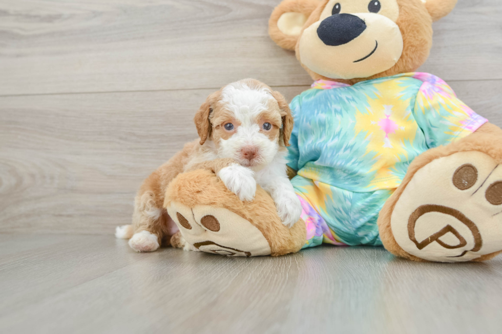 Cute Mini Aussiedoodle Baby