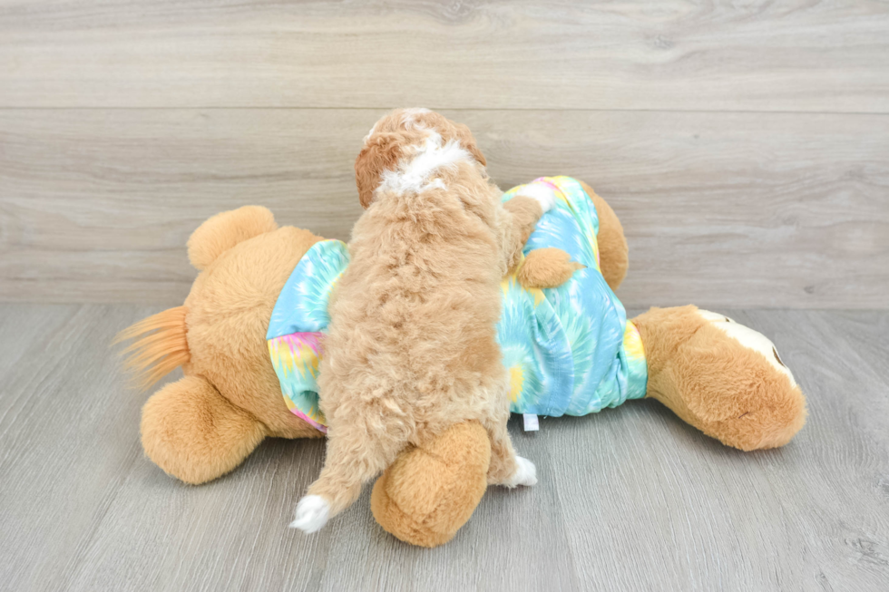 Funny Mini Aussiedoodle Poodle Mix Pup