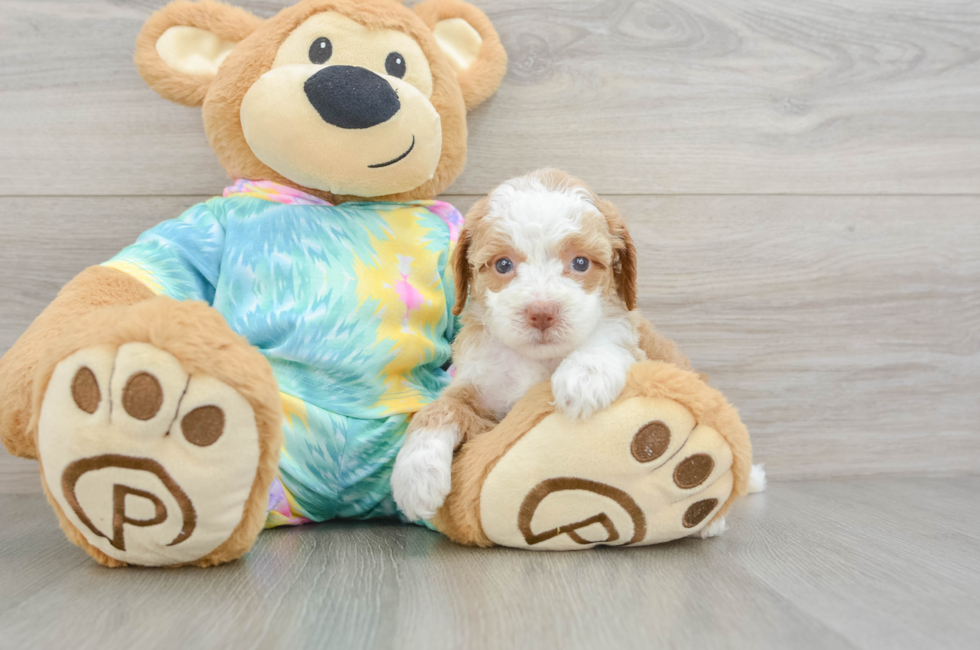 5 week old Mini Aussiedoodle Puppy For Sale - Simply Southern Pups