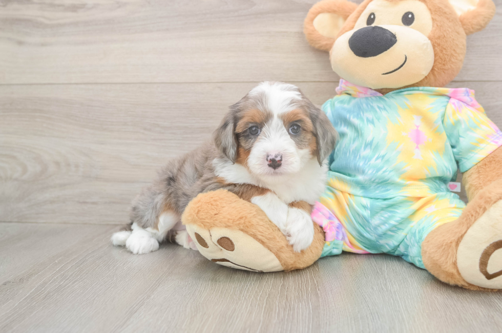5 week old Mini Aussiedoodle Puppy For Sale - Simply Southern Pups