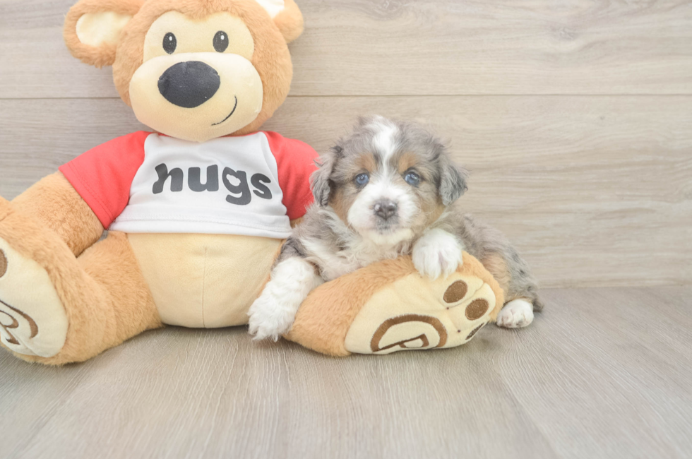 5 week old Mini Aussiedoodle Puppy For Sale - Simply Southern Pups