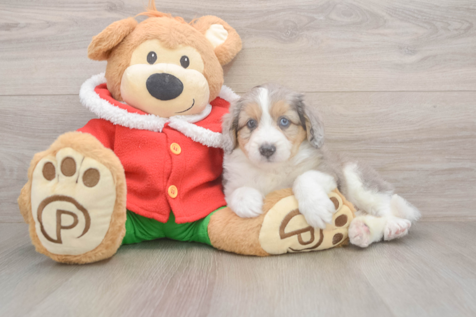 Best Mini Aussiedoodle Baby