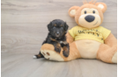 Mini Aussiedoodle Puppy for Adoption