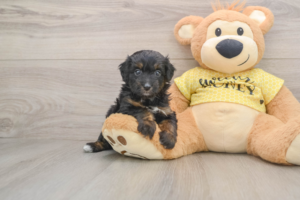 Mini Aussiedoodle Puppy for Adoption