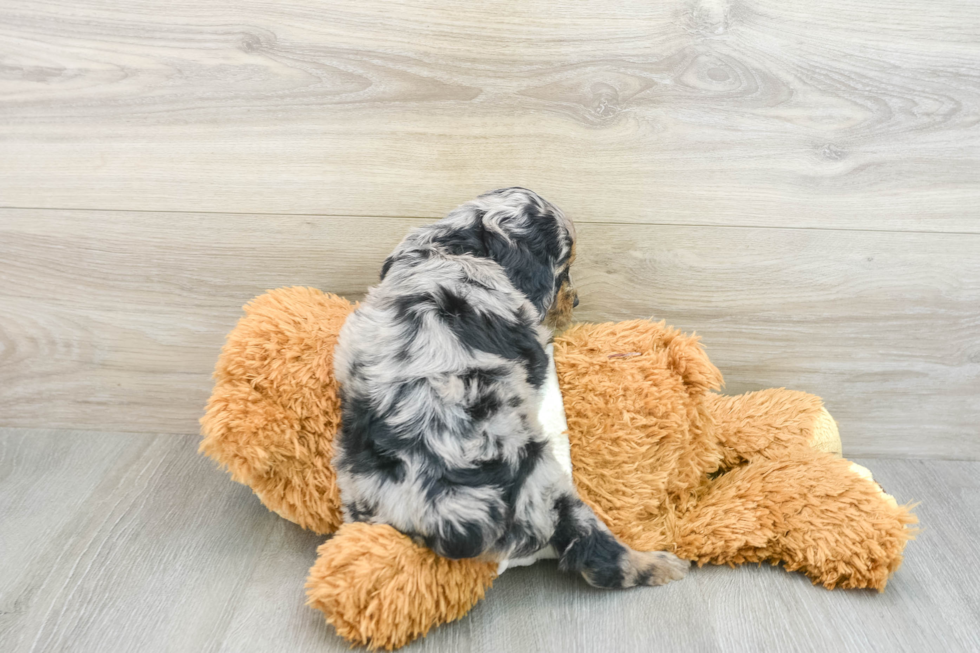 Best Mini Aussiedoodle Baby