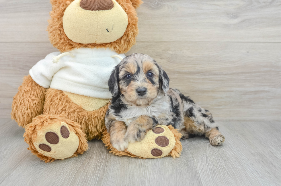 6 week old Mini Aussiedoodle Puppy For Sale - Simply Southern Pups