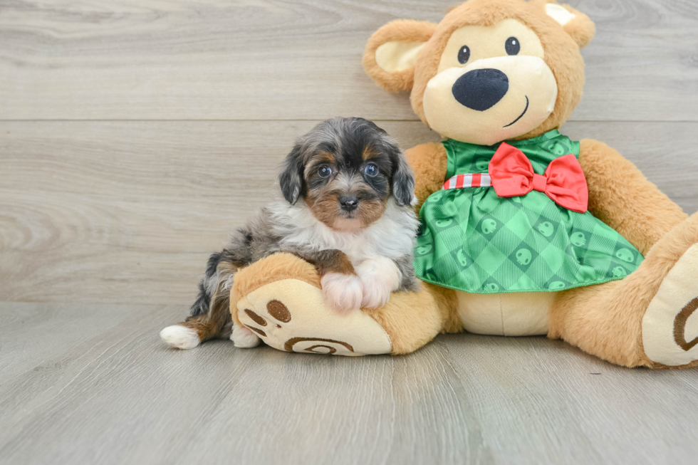 Playful Mini Aussiepoodle Poodle Mix Puppy