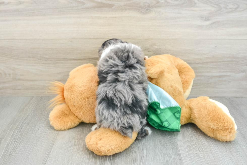 Mini Aussiedoodle Pup Being Cute