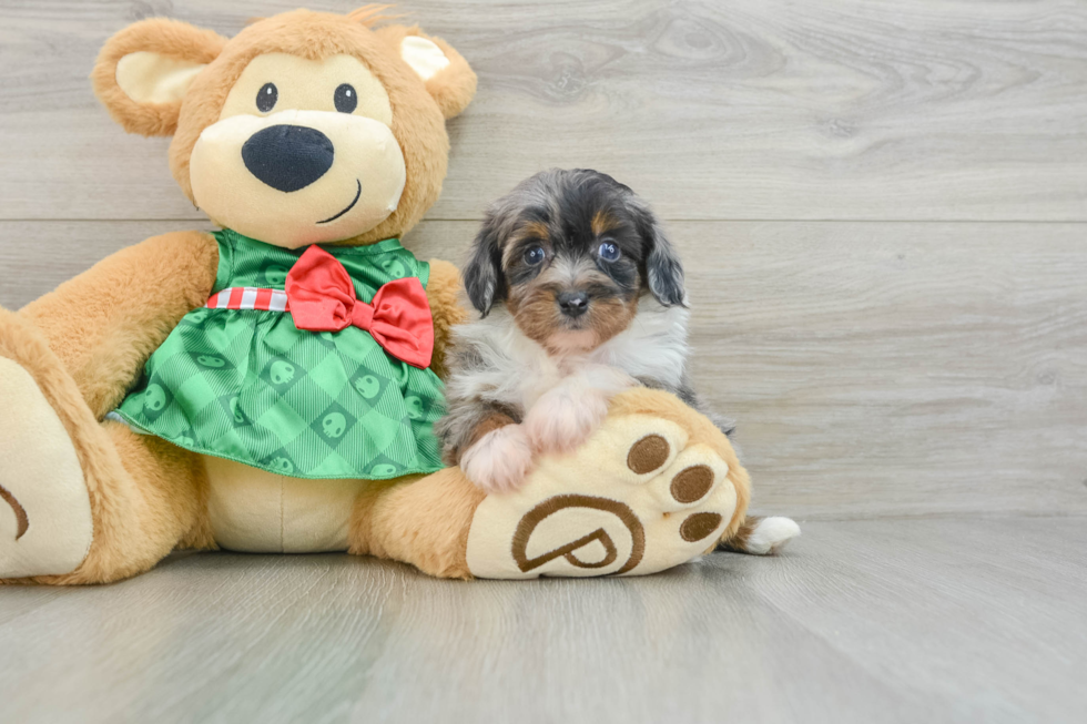 Mini Aussiedoodle Pup Being Cute