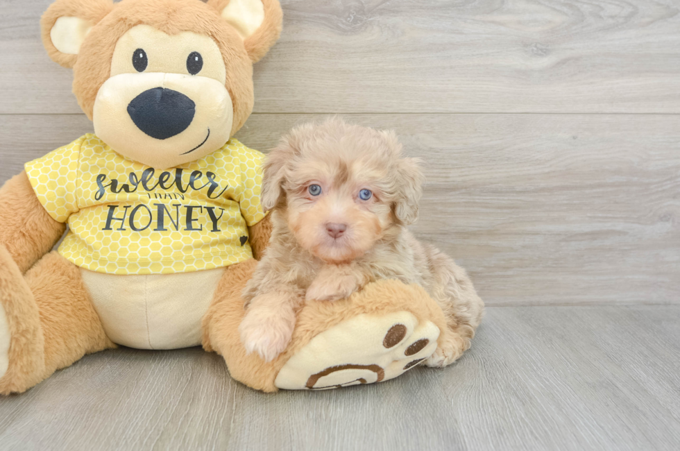 6 week old Mini Aussiedoodle Puppy For Sale - Simply Southern Pups