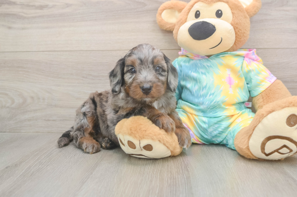 5 week old Mini Aussiedoodle Puppy For Sale - Simply Southern Pups