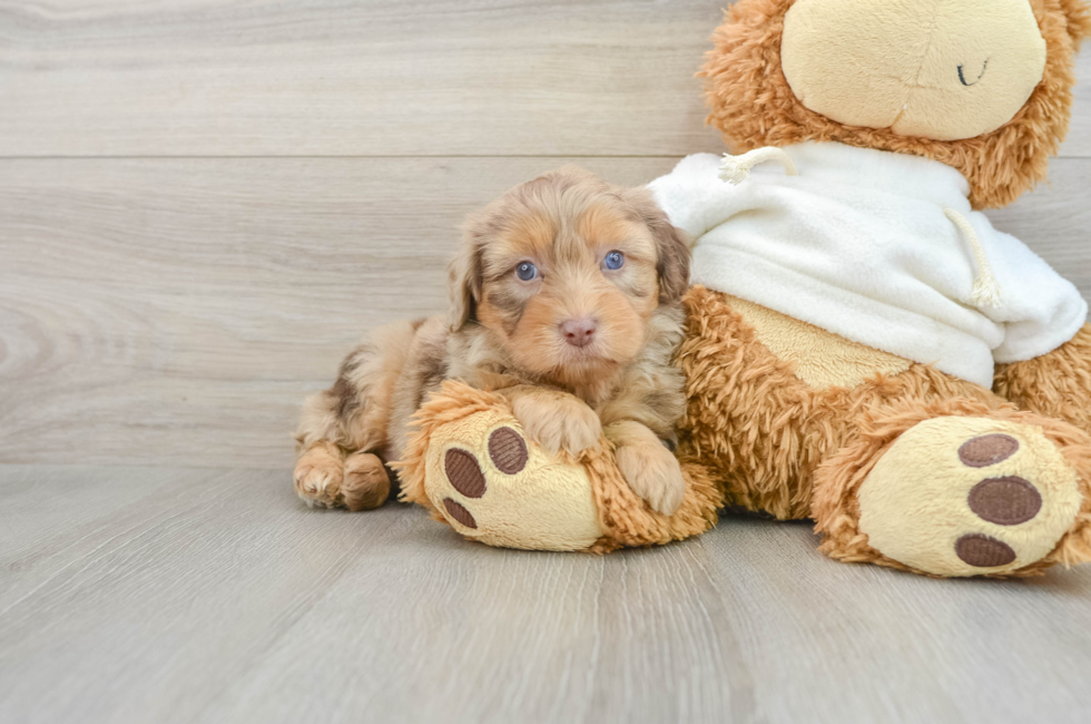 6 week old Mini Aussiedoodle Puppy For Sale - Simply Southern Pups