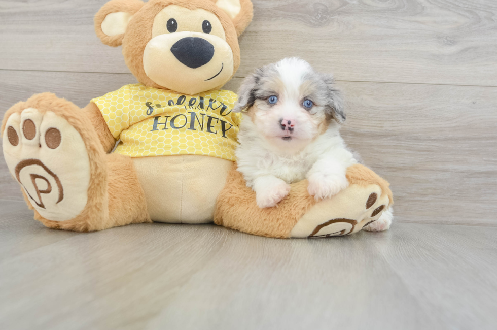 6 week old Mini Aussiedoodle Puppy For Sale - Simply Southern Pups