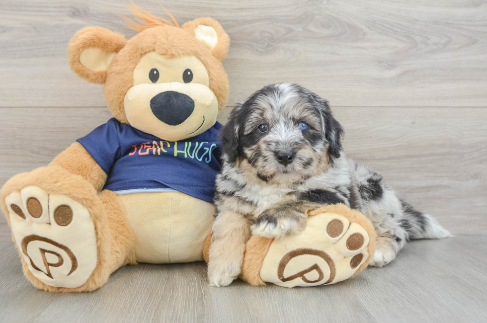 7 week old Mini Aussiedoodle Puppy For Sale - Simply Southern Pups