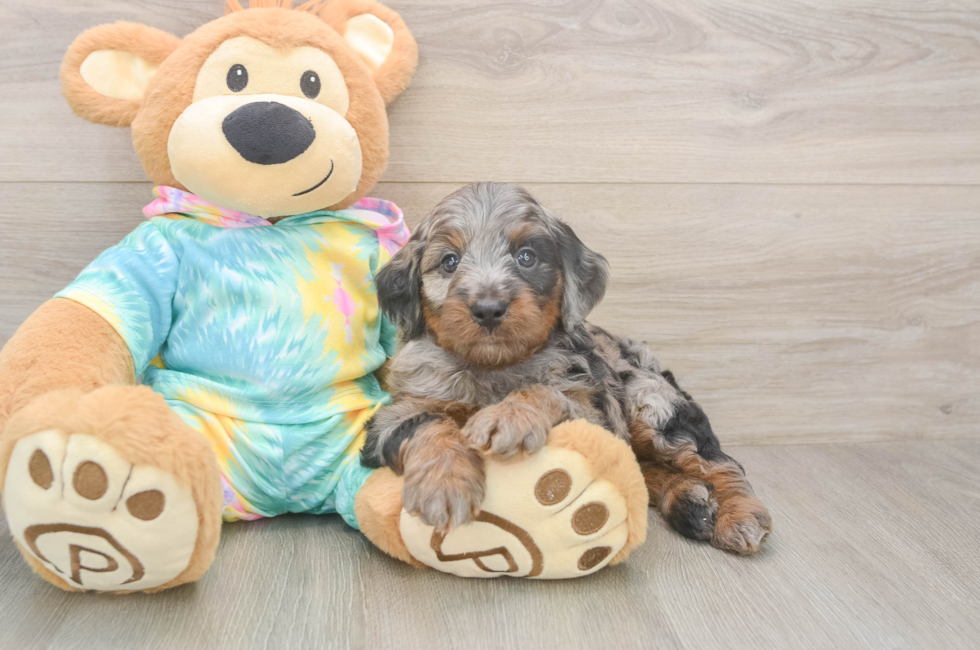 5 week old Mini Aussiedoodle Puppy For Sale - Simply Southern Pups