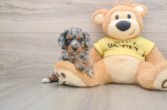 Mini Aussiedoodle Puppy for Adoption