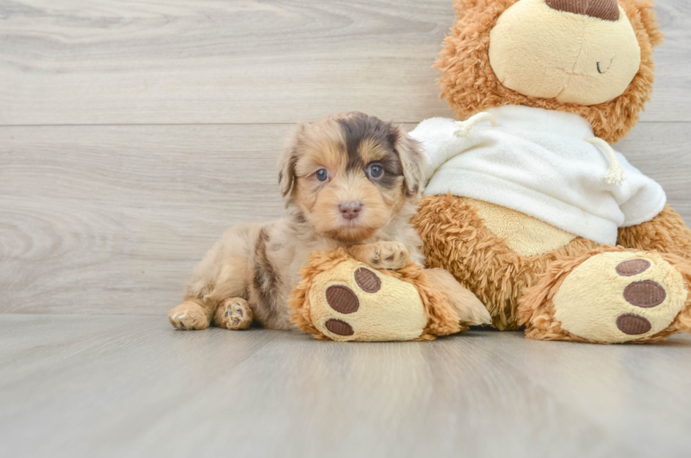 6 week old Mini Aussiedoodle Puppy For Sale - Simply Southern Pups