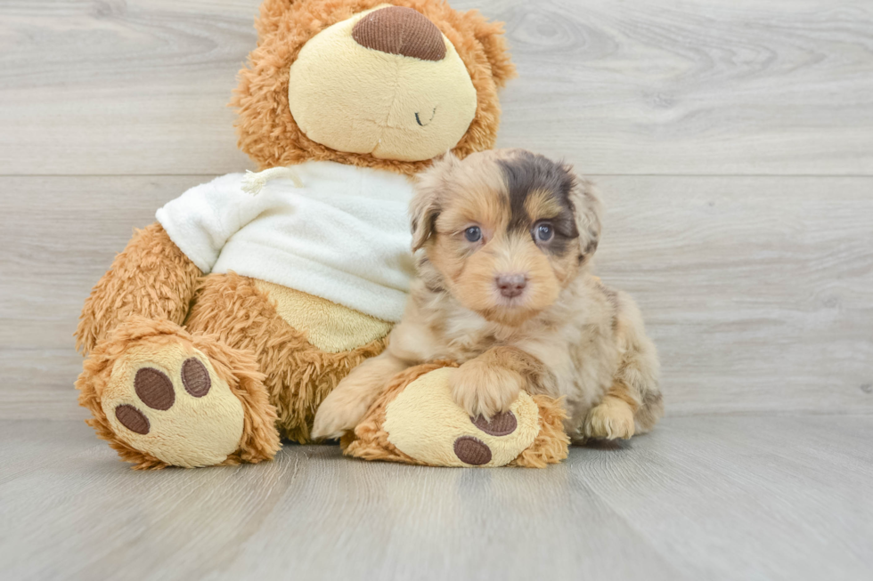 Funny Mini Aussiedoodle Poodle Mix Pup